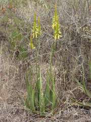 Aloe cryptopoda