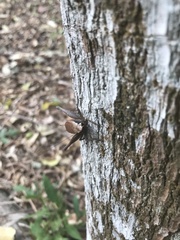 Eneoptera surinamensis