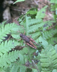 Melanoplus mancus