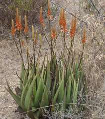 Aloe cryptopoda
