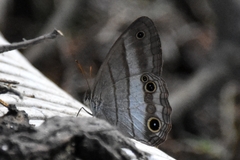 Euptychoides laccine