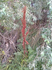 Rumex pseudonatronatus