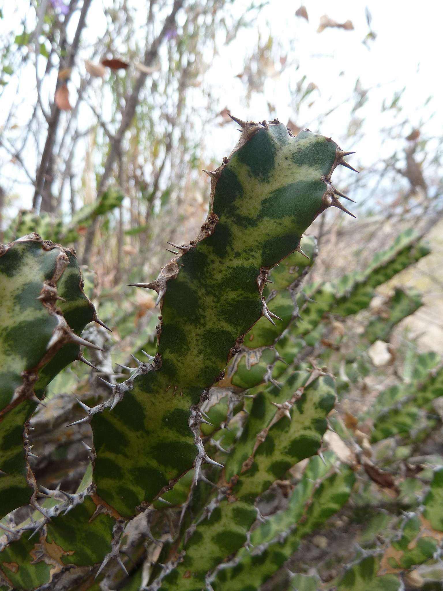 Euphorbia enormis