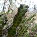 Euphorbia enormis - Photo (c) Andrew Hankey, algunos derechos reservados (CC BY-SA), subido por Andrew Hankey