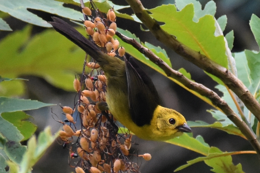 Atlapetes Cabecigualdo, Atlapetes flaviceps