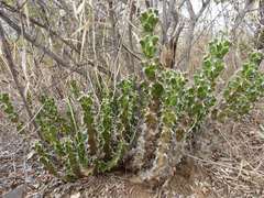 Euphorbia enormis
