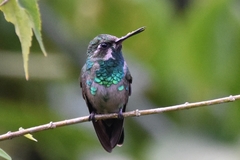 Chlorostilbon gibsoni