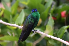 Saucerottia cyanifrons