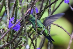 Chlorostilbon gibsoni