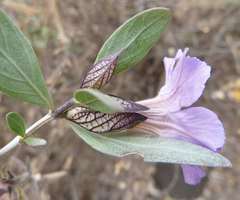 Petalidium oblongifolium