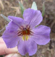 Petalidium oblongifolium