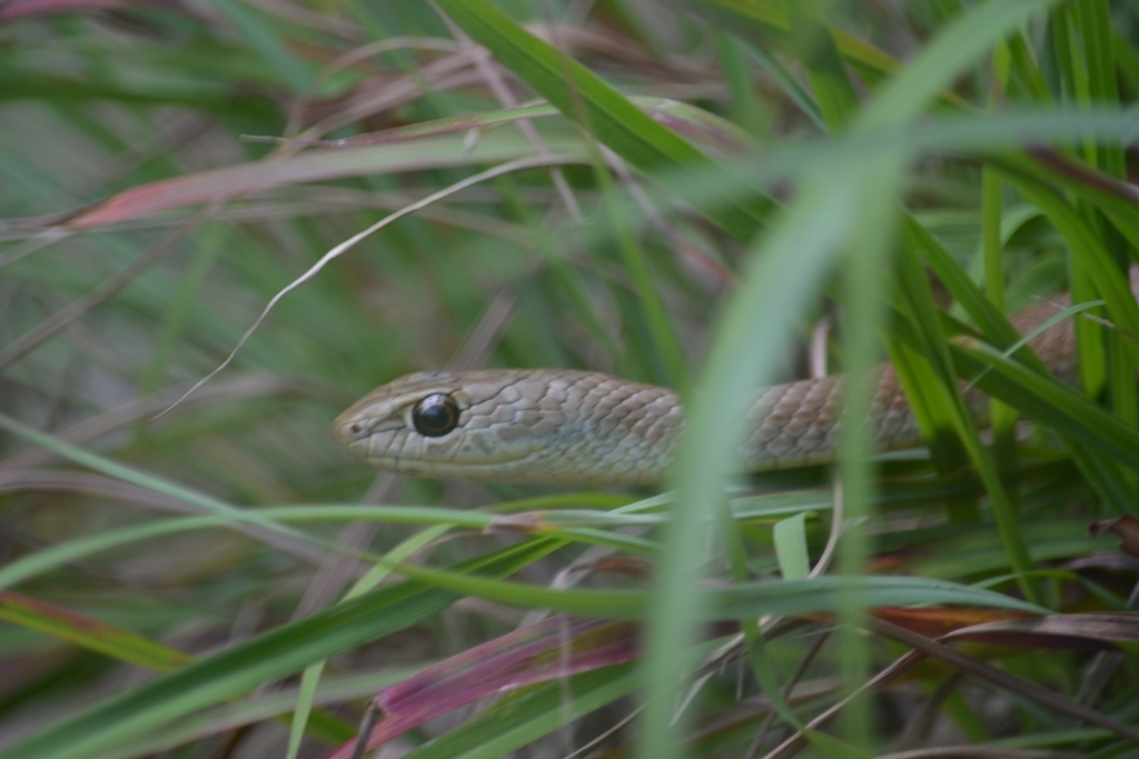Short-snouted Grass Snake