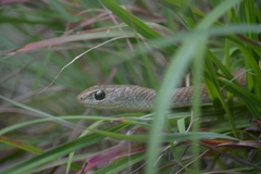 Psammophis brevirostris