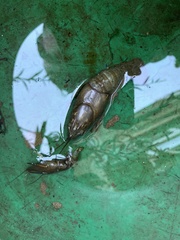 Austropotamobius pallipes