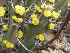 Euphorbia