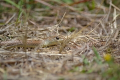 Psammophis brevirostris