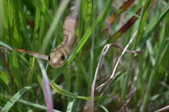 Psammophis brevirostris