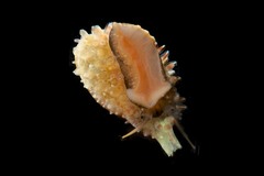Littorinimorpha