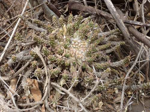 Euphorbia maleolens