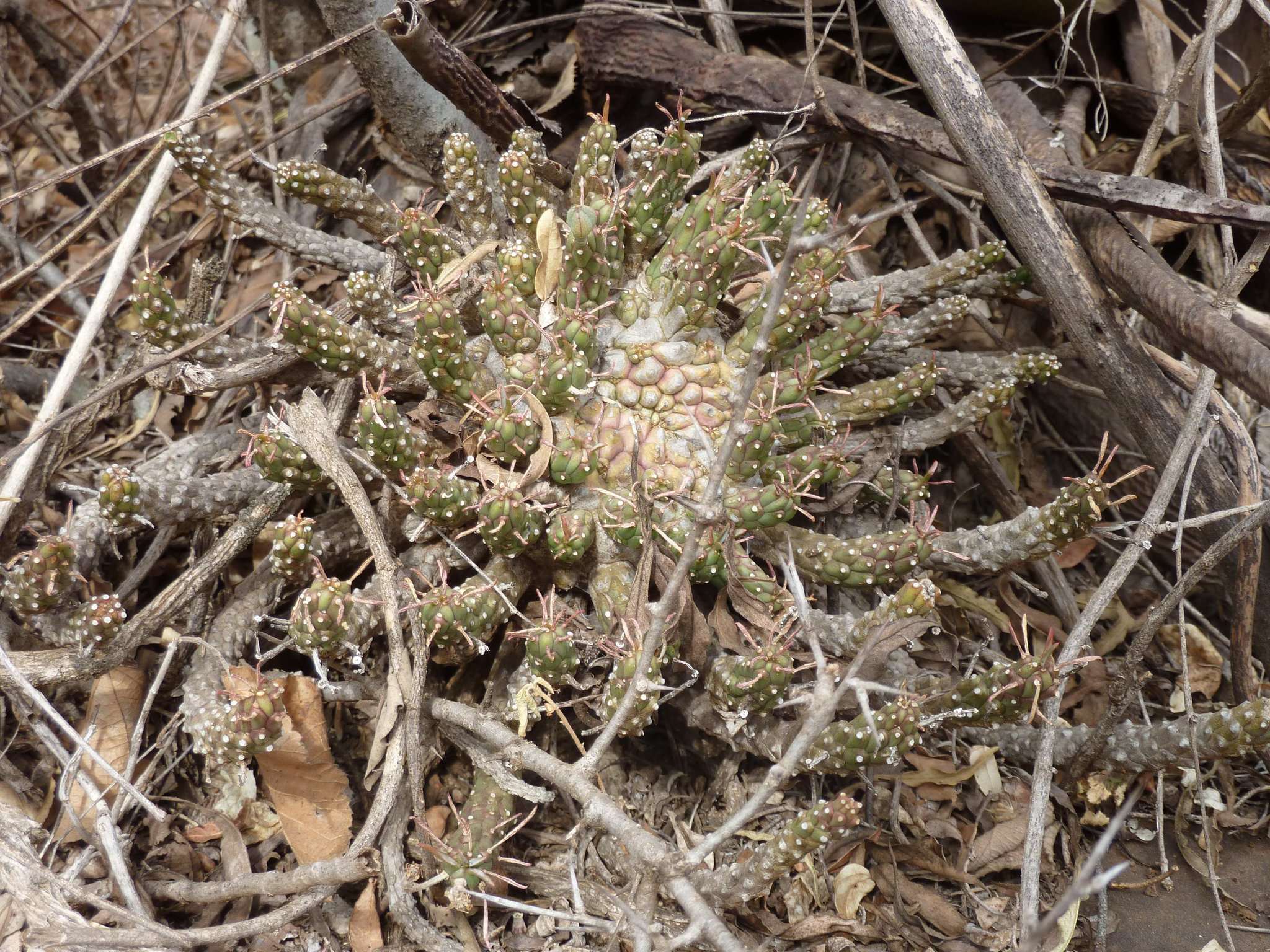 Euphorbia maleolens