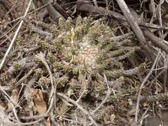 Euphorbia maleolens, photograph (c) Andrew Hankey, some rights reserved (CC BY-SA)