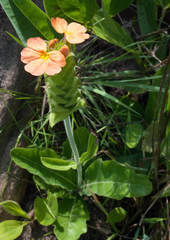 Crossandra greenstockii