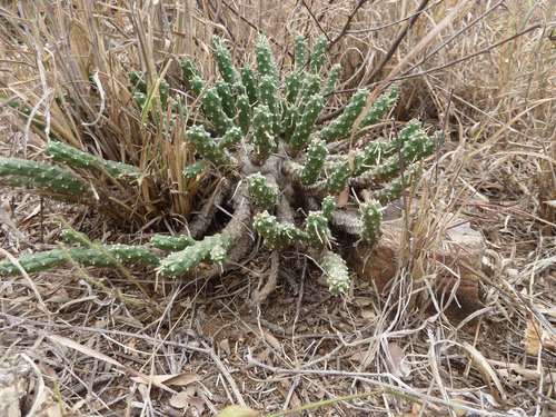 Euphorbia maleolens, photograph 6