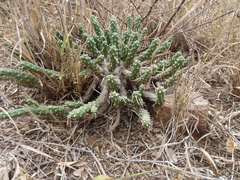 Euphorbia maleolens, photograph (c) Andrew Hankey, some rights reserved (CC BY-SA)