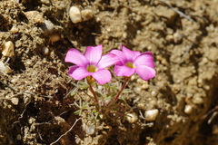 Oxalis heterophylla
