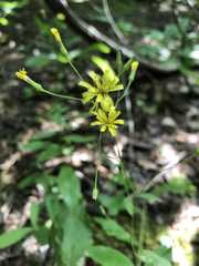 Lapsana communis communis