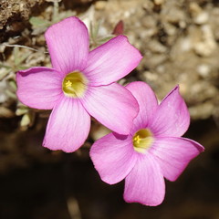 Oxalis heterophylla