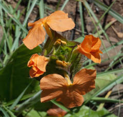 Crossandra greenstockii