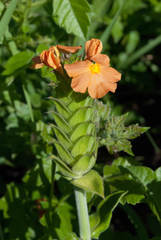 Crossandra greenstockii