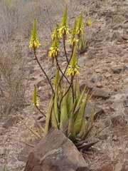 Aloe cryptopoda