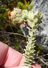 Hermannia trifoliata