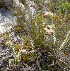 Hermannia trifoliata