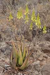 Aloe cryptopoda