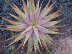Aloe microstigma