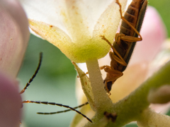 Podabrus flavicollis