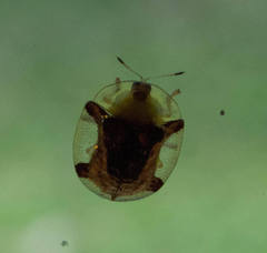 Aspidimorpha quadriremis