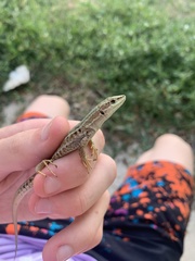 Podarcis siculus