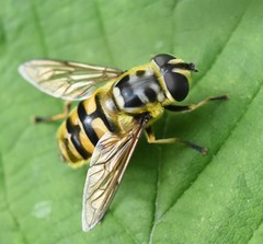 Myathropa florea