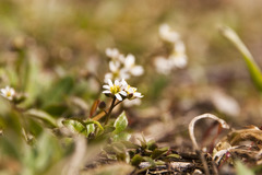 Draba praecox