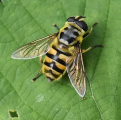 Myathropa florea