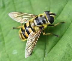 Myathropa florea