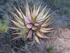 Aloe microstigma