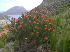 Leucospermum lineare