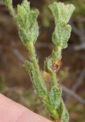 Hermannia stipulacea