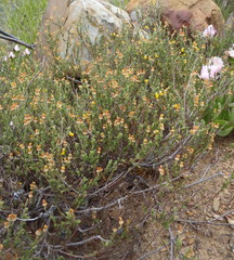 Hermannia stipulacea