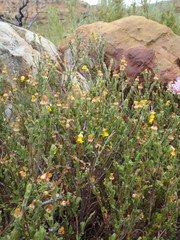 Hermannia stipulacea